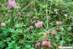 Ackerhummel Bombus pascuorum (agrorum)