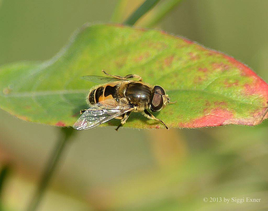 Eristalis arbustorum Kleine Keilfleckschwebfliege