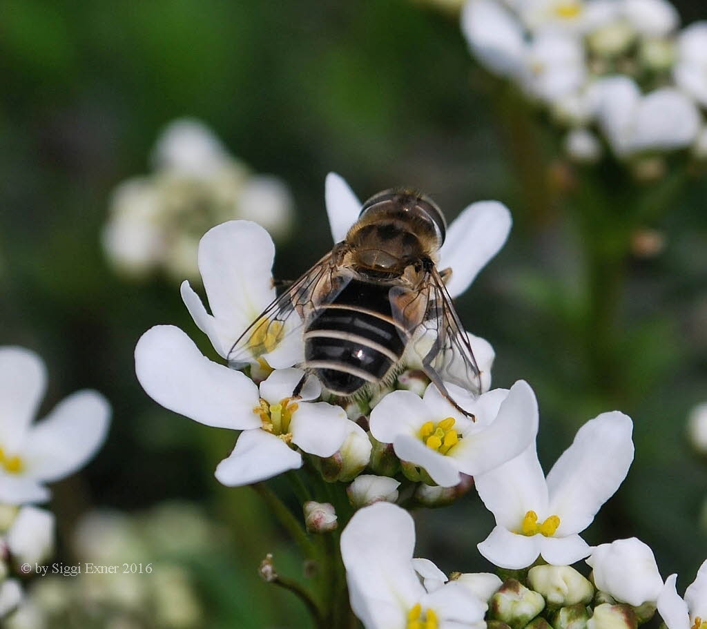 Eristalis arbustorum Kleine Keilfleckschwebfliege