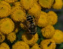 Eristalis arbustorum Kleine Keilfleckschwebfliege