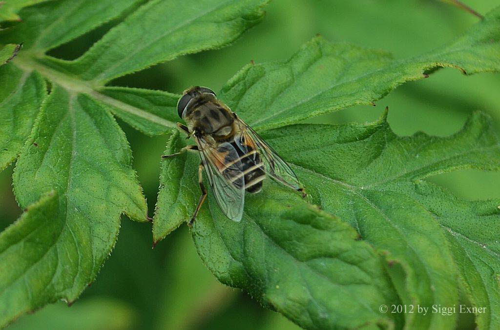 Eristalis arbustorum Kleine Keilfleckschwebfliege