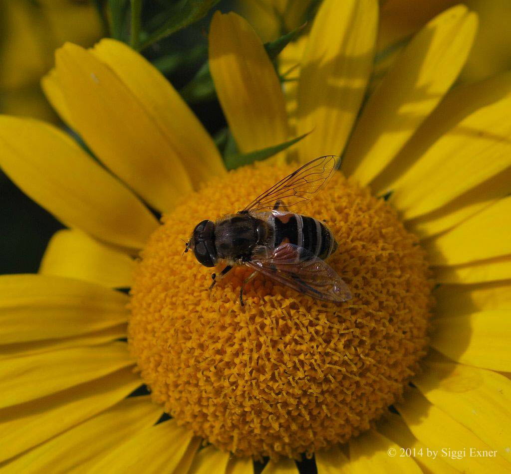 Eristalis arbustorum Kleine Keilfleckschwebfliege