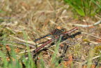 Kleine Moosjungfer Leucorrhinia dubia