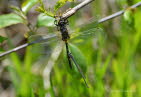 Kleine Moosjungfer Leucorrhinia dubia