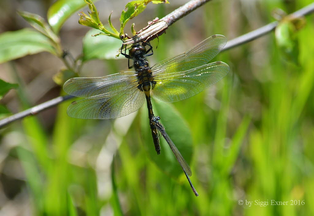 Kleine Moosjungfer Leucorrhinia dubia