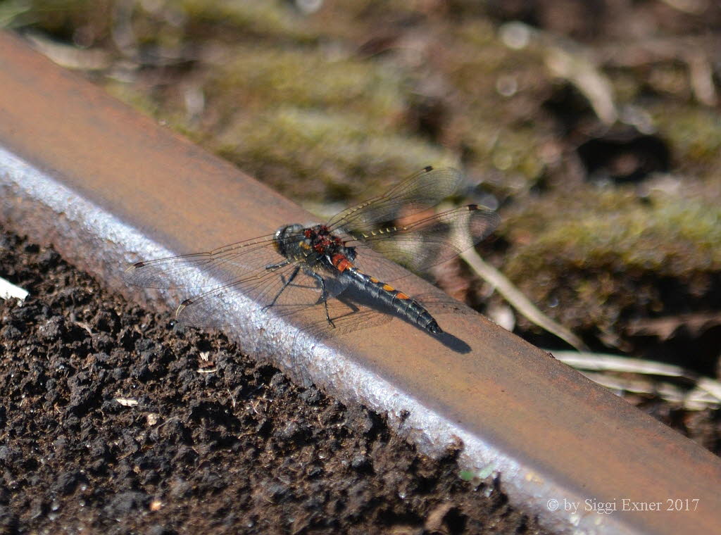 Kleine Moosjungfer Leucorrhinia dubia