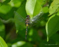 Kleine Moosjungfer Leucorrhinia dubia