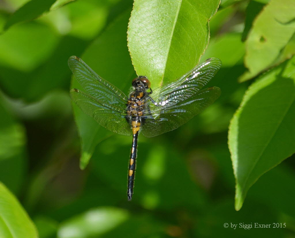 Kleine Moosjungfer Leucorrhinia dubia