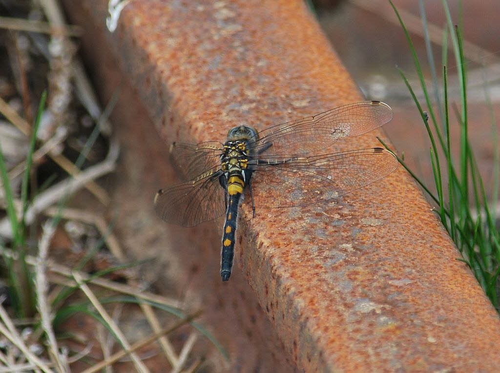 Kleine Moosjungfer Leucorrhinia dubia