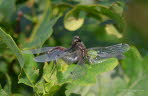 Kleine Moosjungfer Leucorrhinia dubia