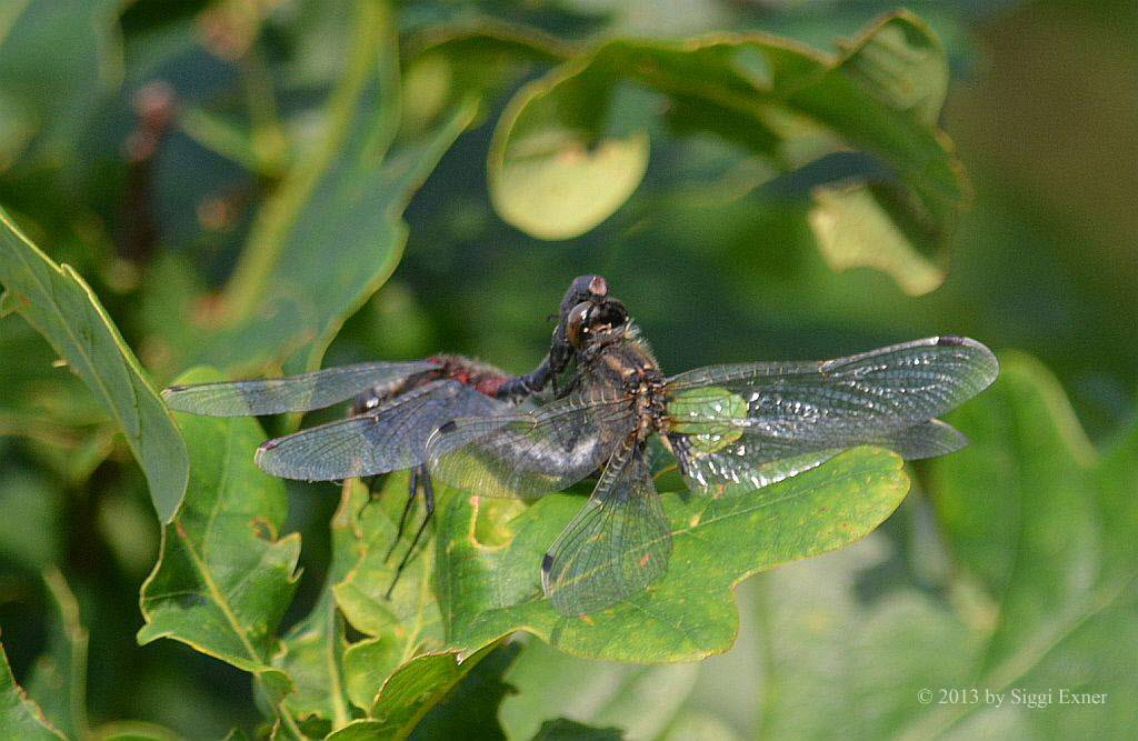 Kleine Moosjungfer Leucorrhinia dubia