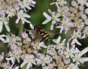 Syrphus vitripennis Kleine Schwebfliege