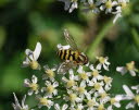 Syrphus vitripennis Kleine Schwebfliege