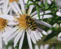 Syrphus vitripennis Kleine Schwebfliege