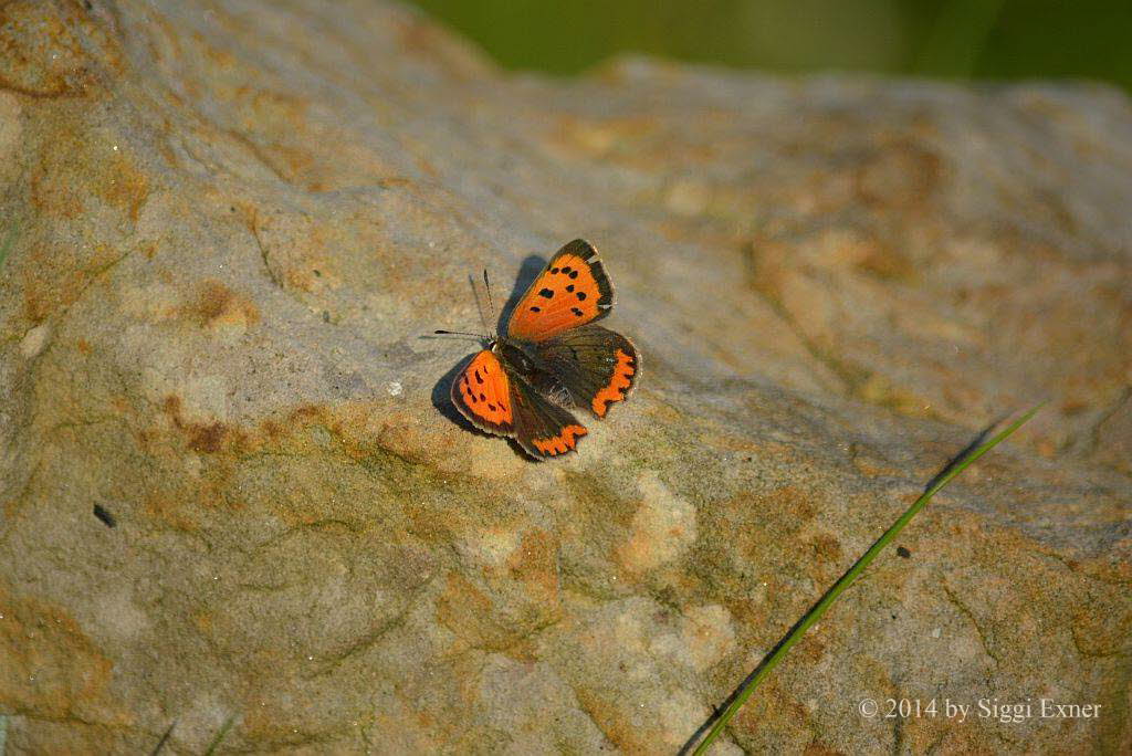 Kleiner Feuerfalter Lycaena phlaeas