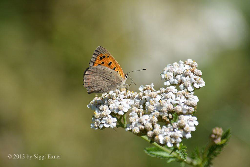 Kleiner Feuerfalter Lycaena phlaeas