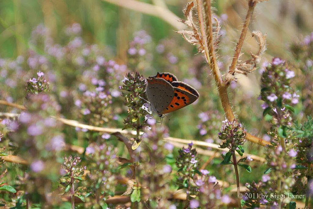 Kleiner Feuerfalter Lycaena phlaeas