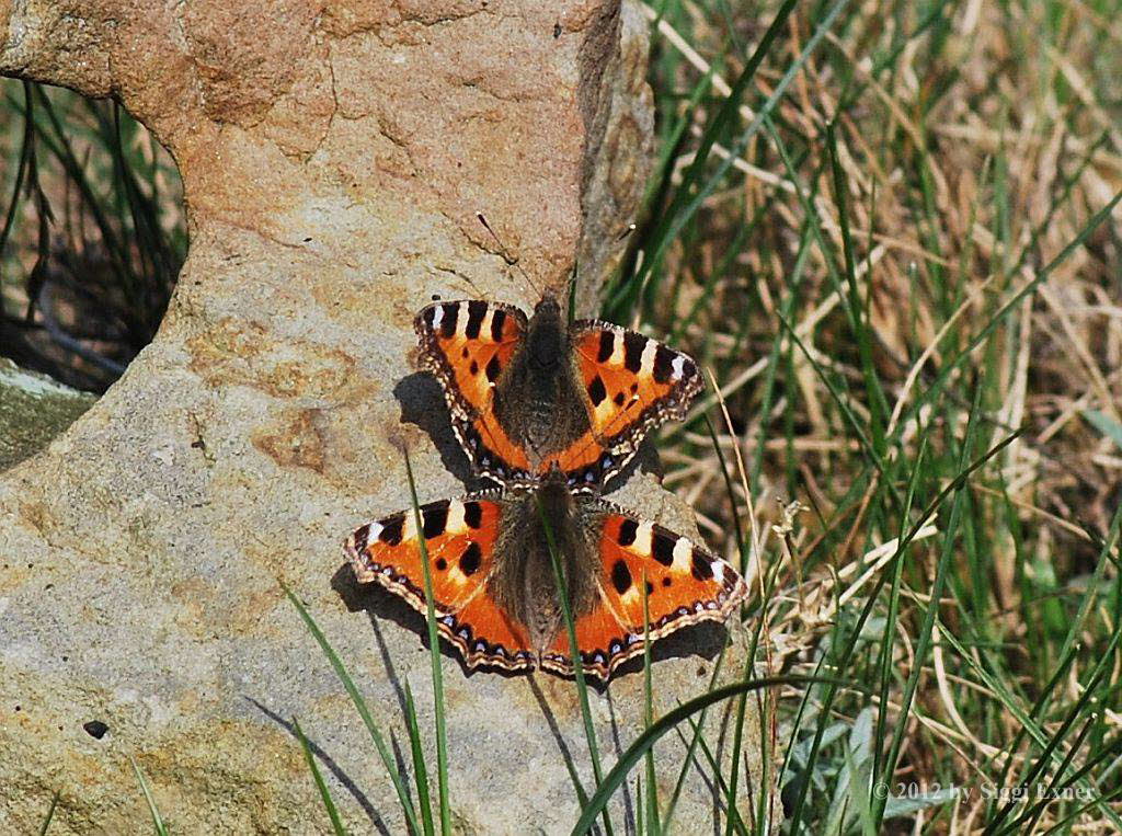 Kleiner Fuchs Aglais urticae