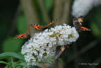 Kleiner Fuchs Aglais urticae