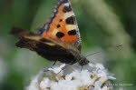 Kleiner Fuchs Aglais urticae