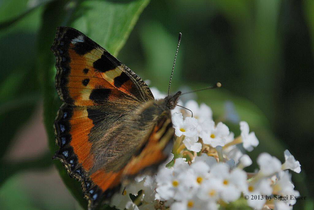 Kleiner Fuchs Aglais urticae