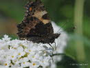 Kleiner Fuchs Aglais urticae