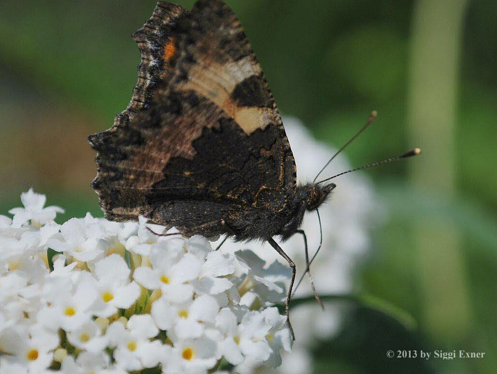 Kleiner Fuchs Aglais urticae