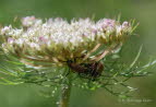 Kleiner Halsbock Pseudovadonia livida