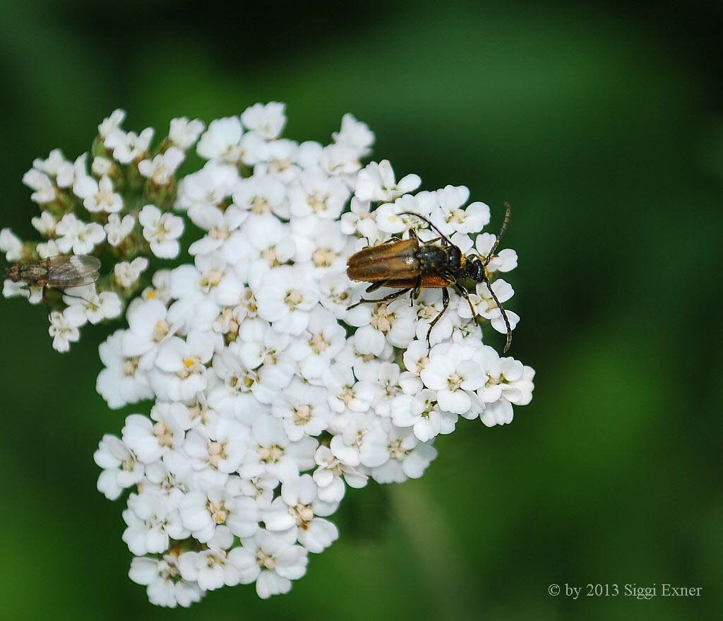 Kleiner Halsbock Pseudovadonia livida