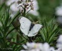 Kleiner Kohlweiling Pieris rapae