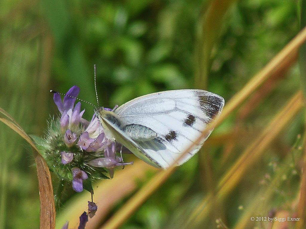 Kleiner Kohlweiling Pieris rapae