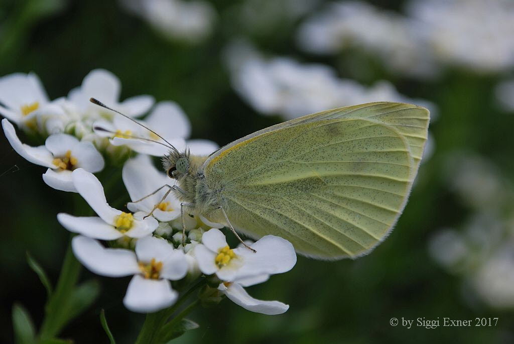 Kleiner Kohlweiling Pieris rapae