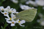 Kleiner Kohlweiling Pieris rapae