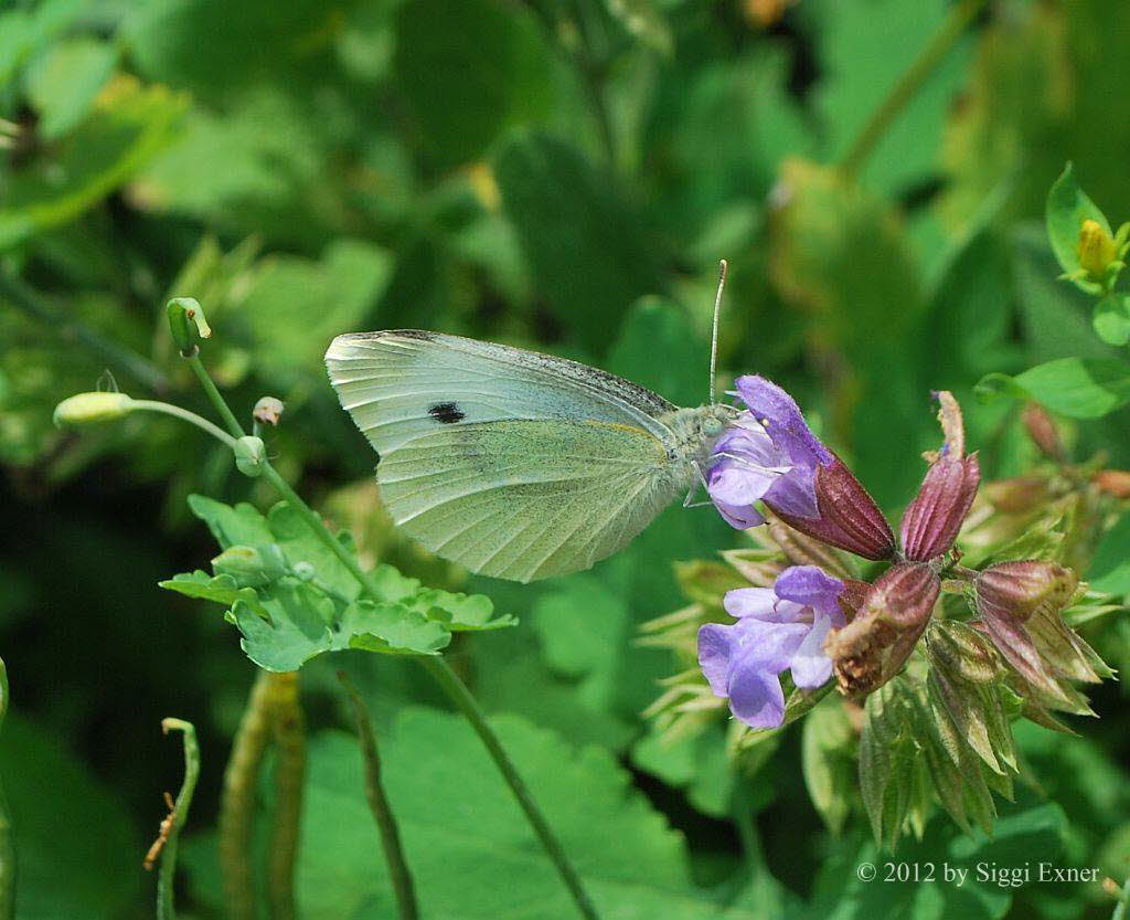 Kleiner Kohlweiling Pieris rapae