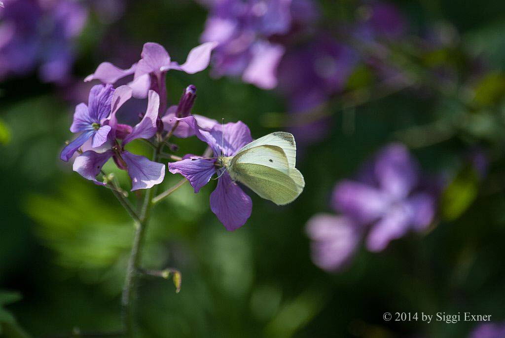 Kleiner Kohlweiling Pieris rapae