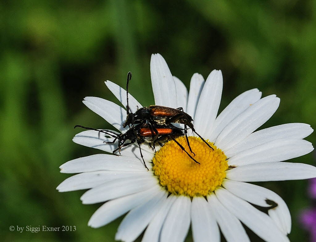 Kleiner Schmalbock Stenurella melanura