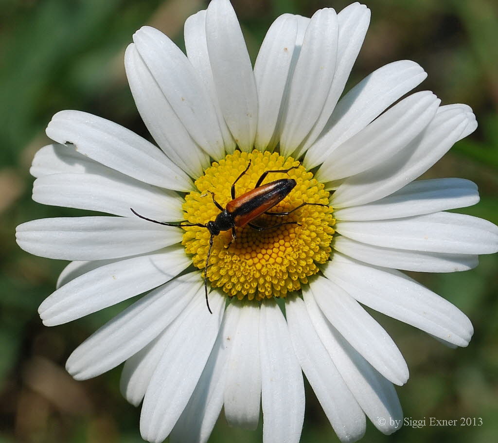 Kleiner Schmalbock Stenurella melanura