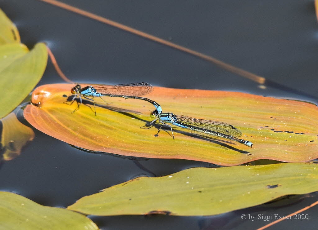 Erythromma viridulum Kleines Granatauge