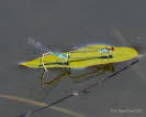 Erythromma viridulum Kleines Granatauge