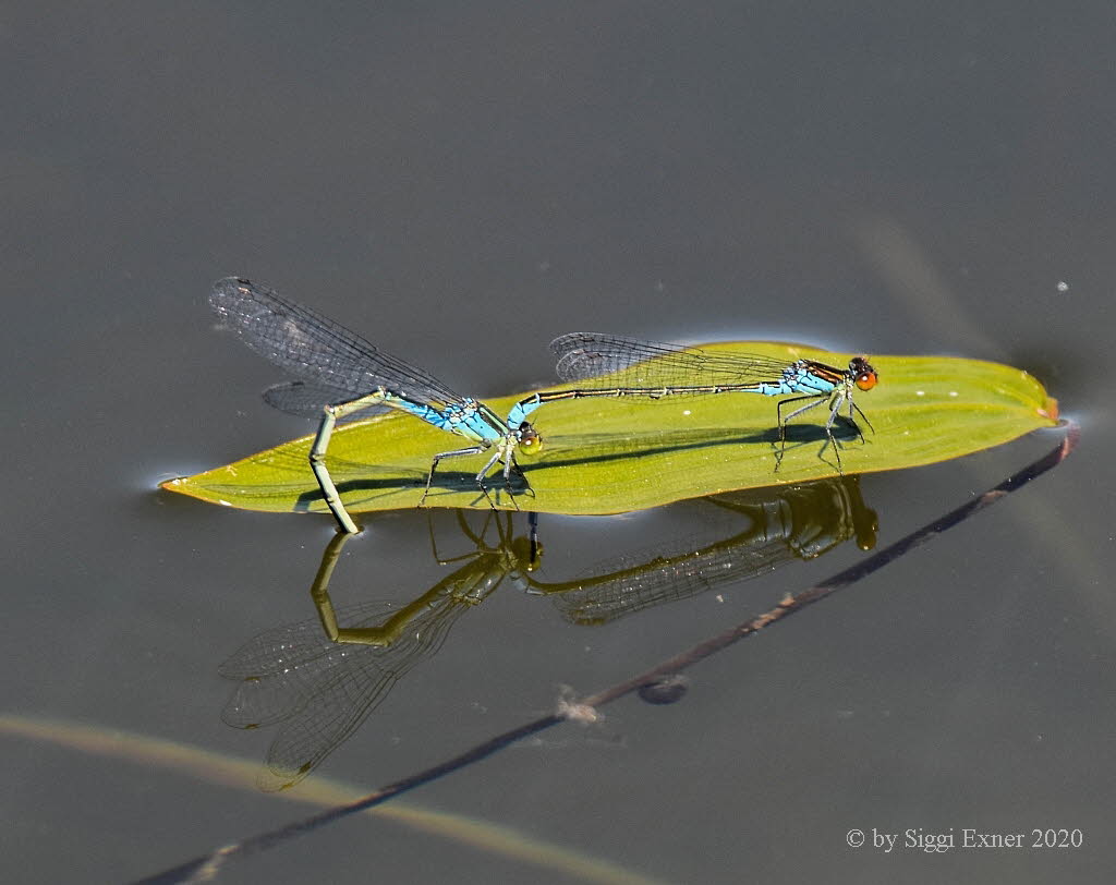 Erythromma viridulum Kleines Granatauge