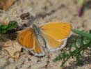 Kleines Wiesenvgelchen Coenonympha pamphilus