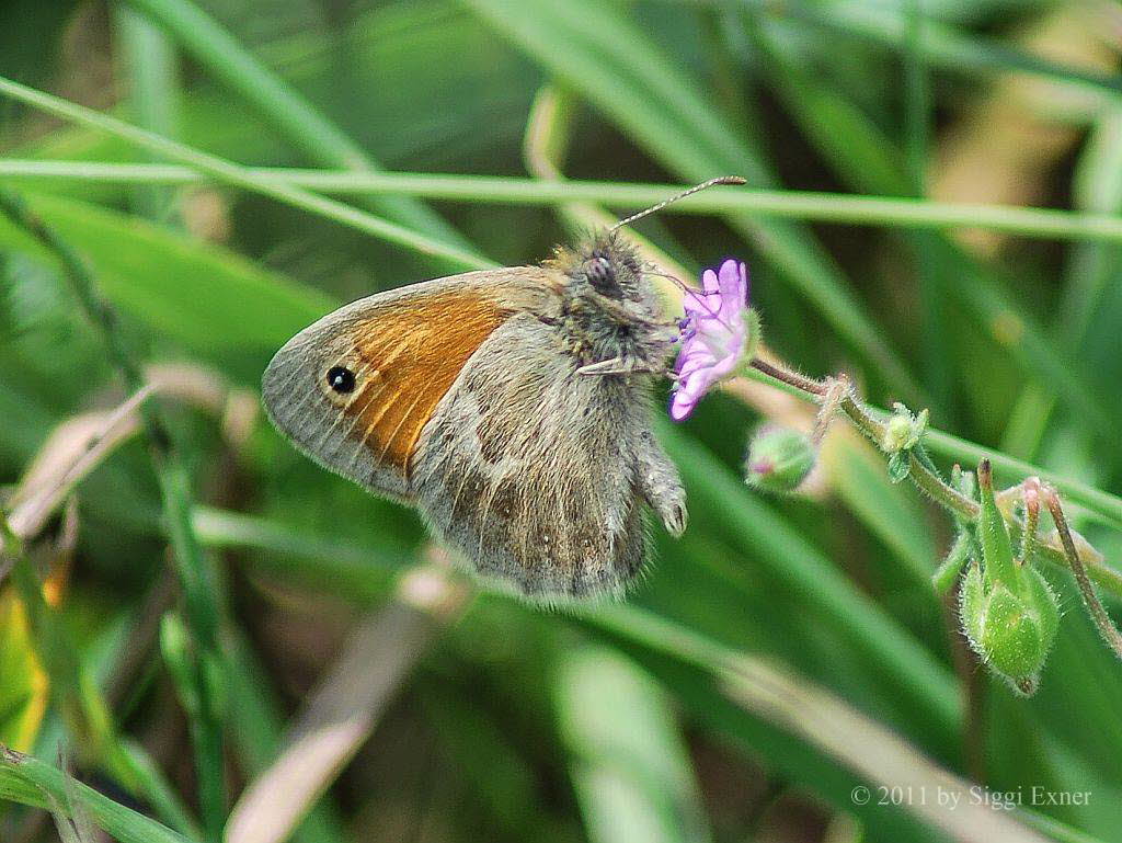 Kleines Wiesenvgelchen Coenonympha pamphilus