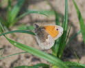 Kleines Wiesenvgelchen Coenonympha pamphilus