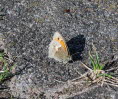 Kleines Wiesenvgelchen Coenonympha pamphilus