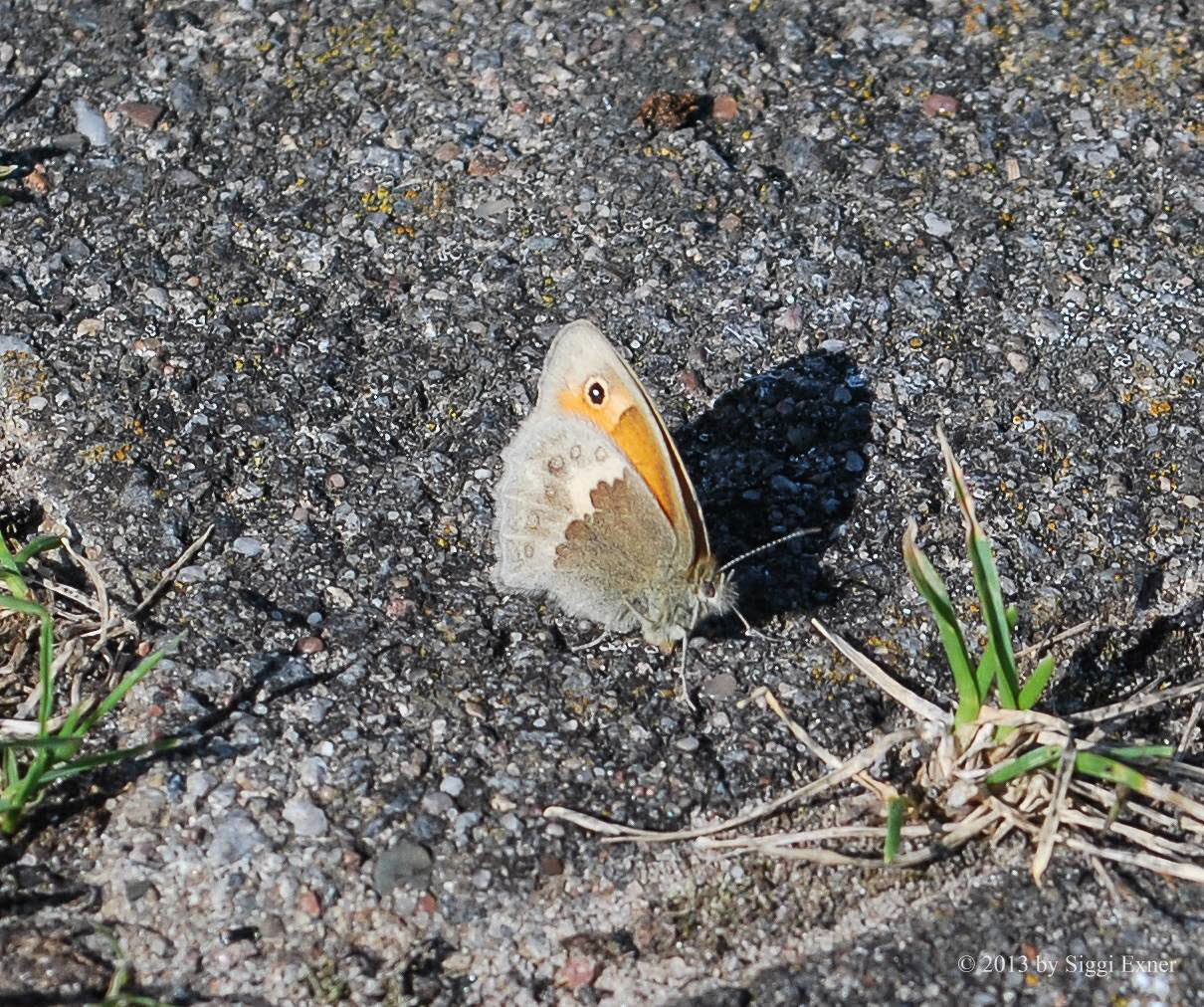 Kleines Wiesenvgelchen Coenonympha pamphilus