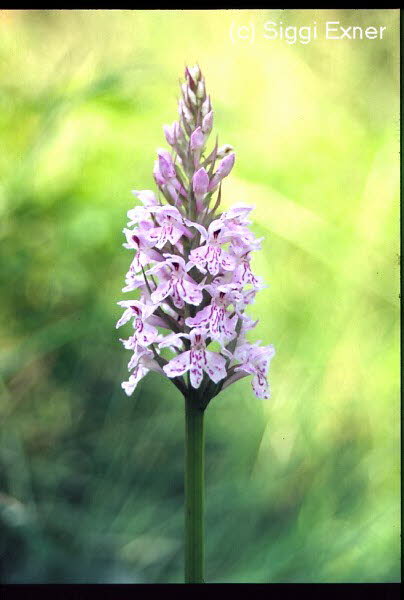 Knabenkraut, Fuchs- Dactylorhza fchsii