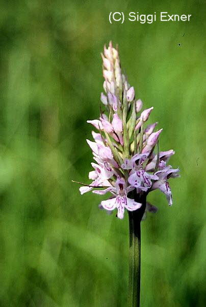 Knabenkraut, Fuchs- Dactylorhza fchsii