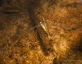 Trichoptera
