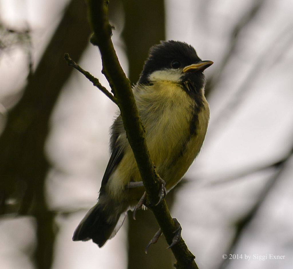 Kohlmeise Parus major