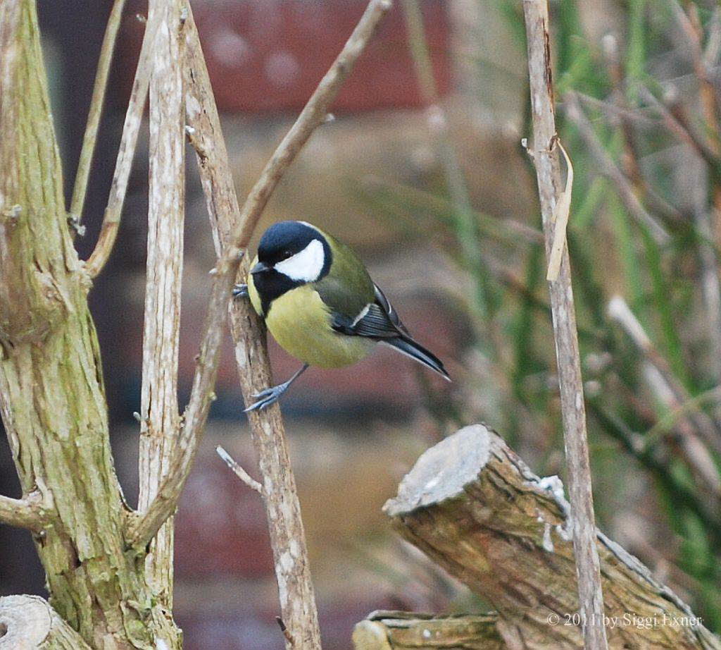 Kohlmeise Parus major